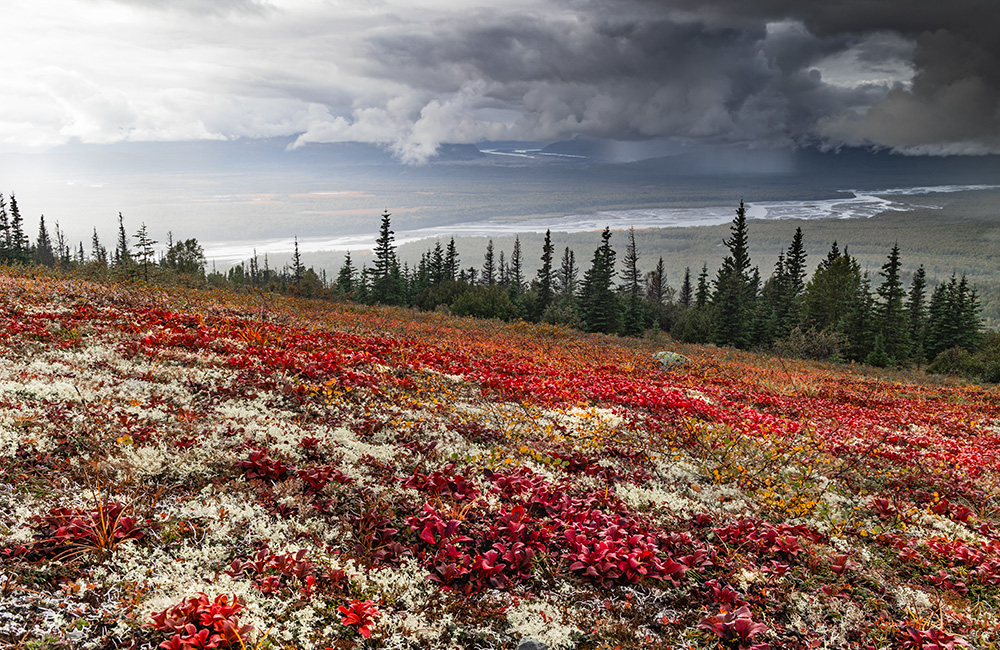 I'm so lucky there was no representative of social services in this Alaska state park when my little daughter was crying, exhausted after the long hike, cold and wet in the rainy and windy highland tundra, while her retarded daddy was trying to create a composition for the photo. I'm sure she's still plotting a revenge in her head.