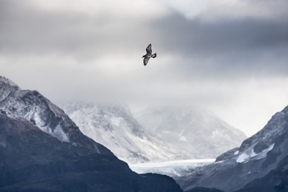 Everything in Alaska highlights how wild this place is. Even here in Seward, the mountains shrouded in blue midday mist look massive and mighty despite their relatively low height.