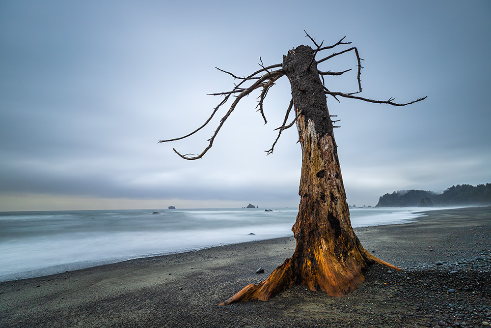 Everything is much bigger on the West Coast, even the dead trees.