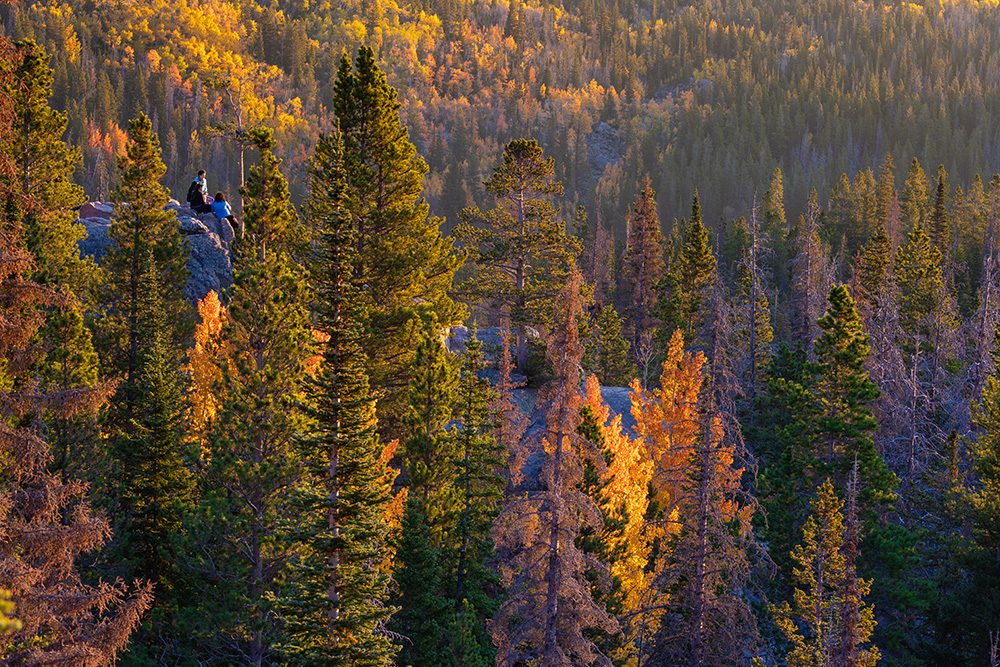 The glowing effect of Colorado aspens in the fall.