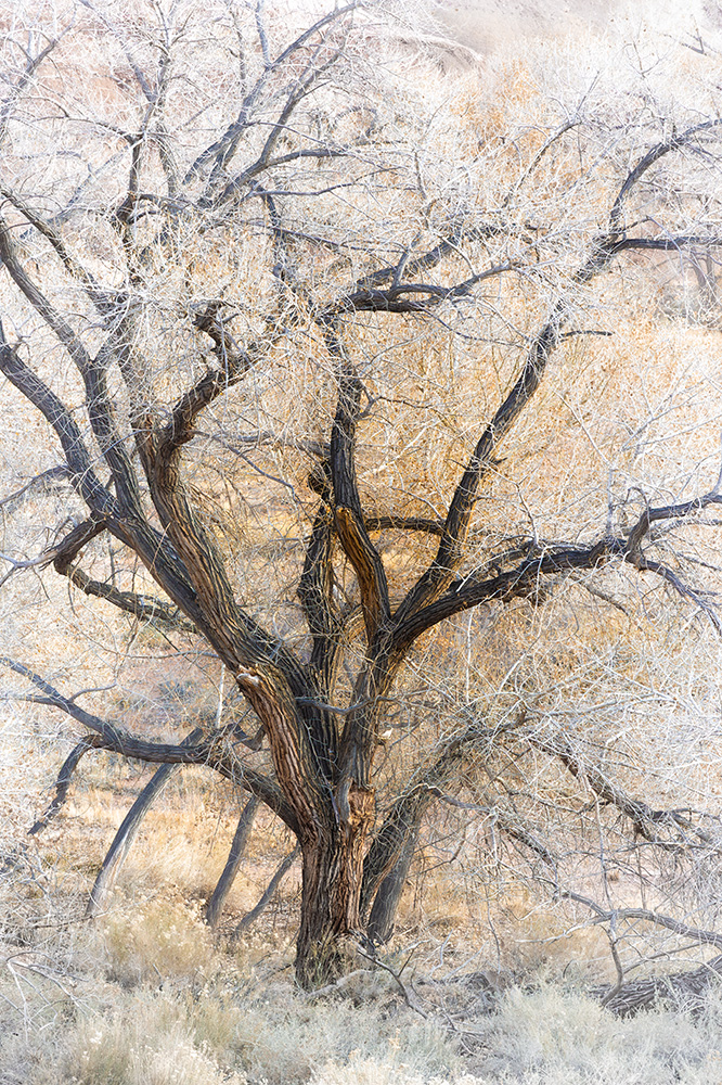 A cottonwood tree in Capitol Reef National Park.