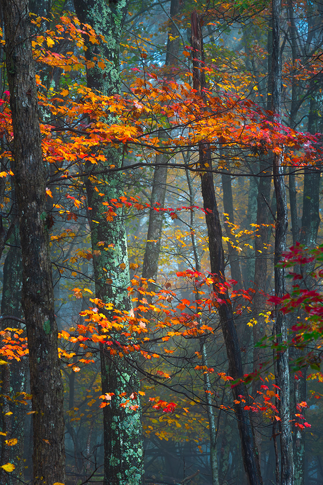 The transition from dense fog to sunny weather is my favorite time to chase the light.