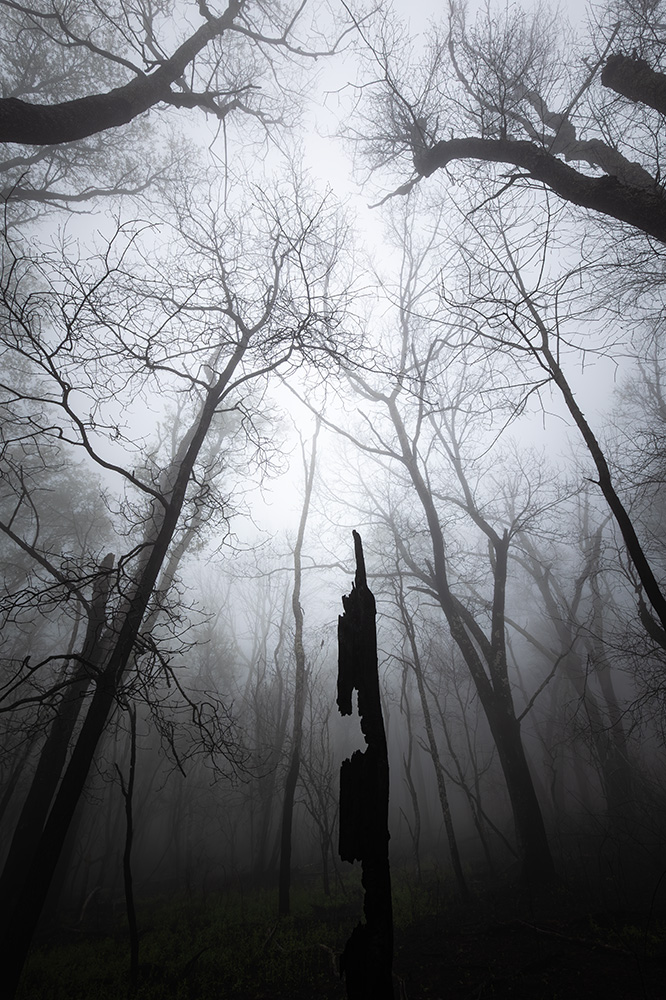 This morning, while scouting different parts of Shenandoah National Park, I stumbled upon a large section of forest affected by the recent fire. The smell of burning was still in the air. The dense fog throughout the area made it one of the most memorable photography days of my life.