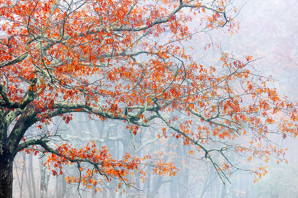 During foliage peak time, areas just off Skyline Drive in Shenandoah NP offer numerous photo opportunities.