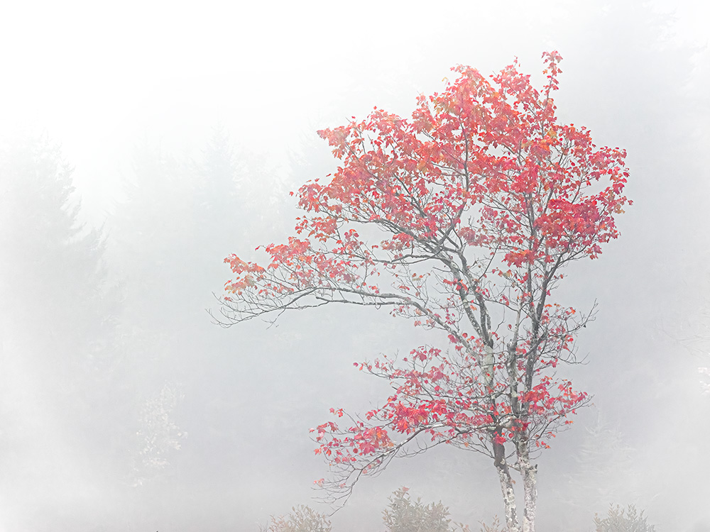 Words spoken to you<br/>Find no response, nor echo.<br/>Sinking in fall fog.