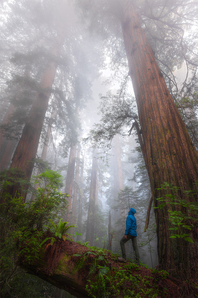 The trail winds through colossal trees and blooming rhododendrons. Only 1,000 feet from the parking lot, it draws you into an entirely different world. You feel like an ancient human—or even a dinosaur—someone from another time. Then, a loud rattle from the nearby road echoes through the forest, and for a brief moment, it blends perfectly into the illusion, like the roar of a prehistoric beast. The truth comes quickly—but jarringly. It's just a truck. And suddenly, everything man-made—every achievement of humankind—feels completely out of place here.